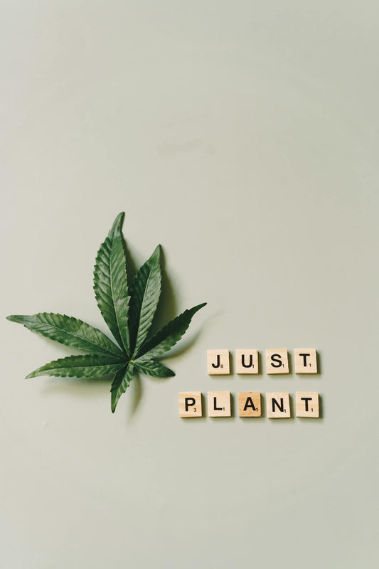 Le Guide Complet pour Choisir le Meilleur CBD : L’Expertise Captain Kush
