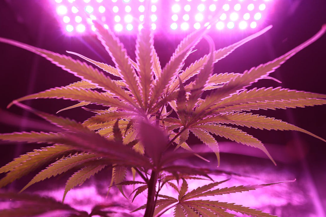 Pourquoi le CBD de Qualité Est Essentiel : L'Engagement Captain Kush