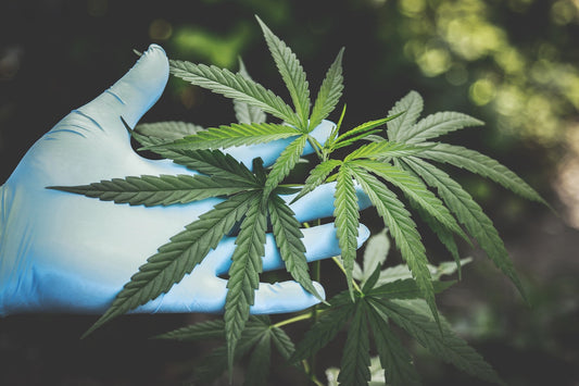 Qu'est-ce que le CBD et comment ça fonctionne ?